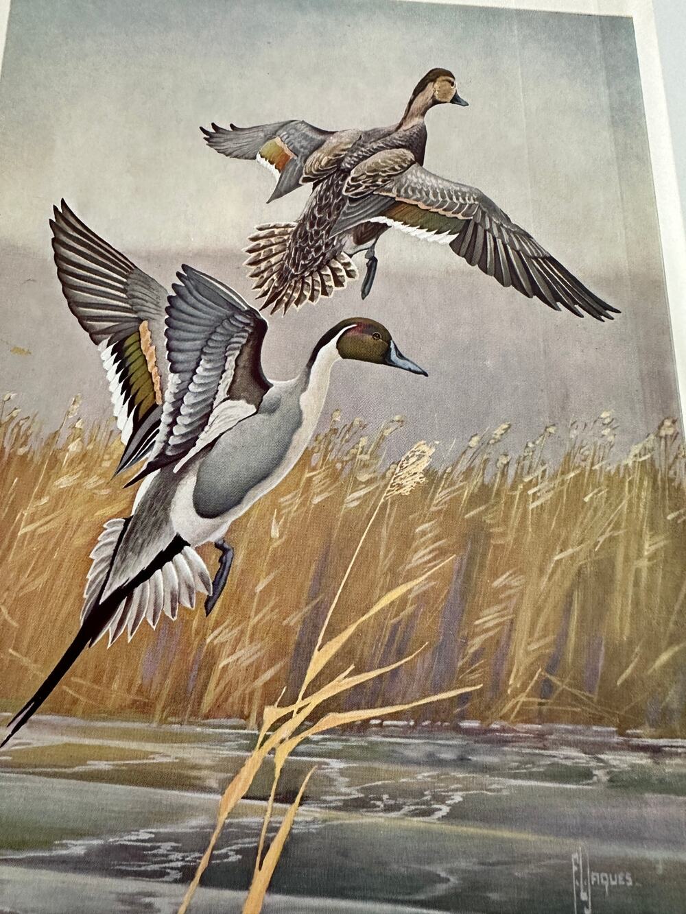 The Pintail Duck by Francis Lee Jaques Birds Wildlife Art Print ~ 260509-WH 173